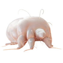 KRÄTZE (SCABIES)